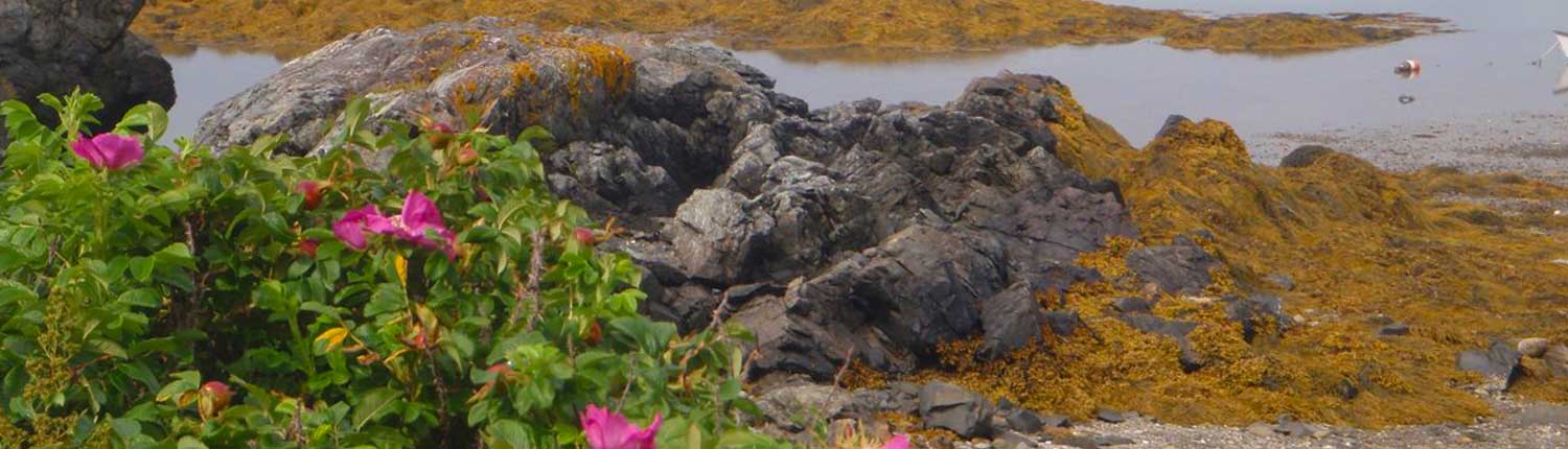 Wild roses, seaweed, and lobster buoys on the rocky coast.