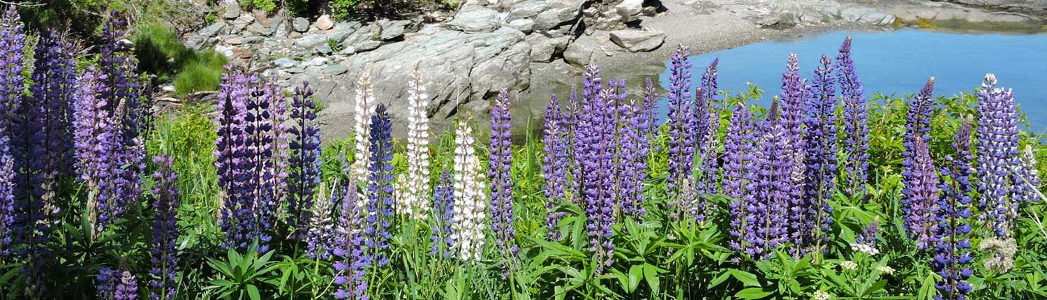 Lupines by the Shore Lupines by the Shore